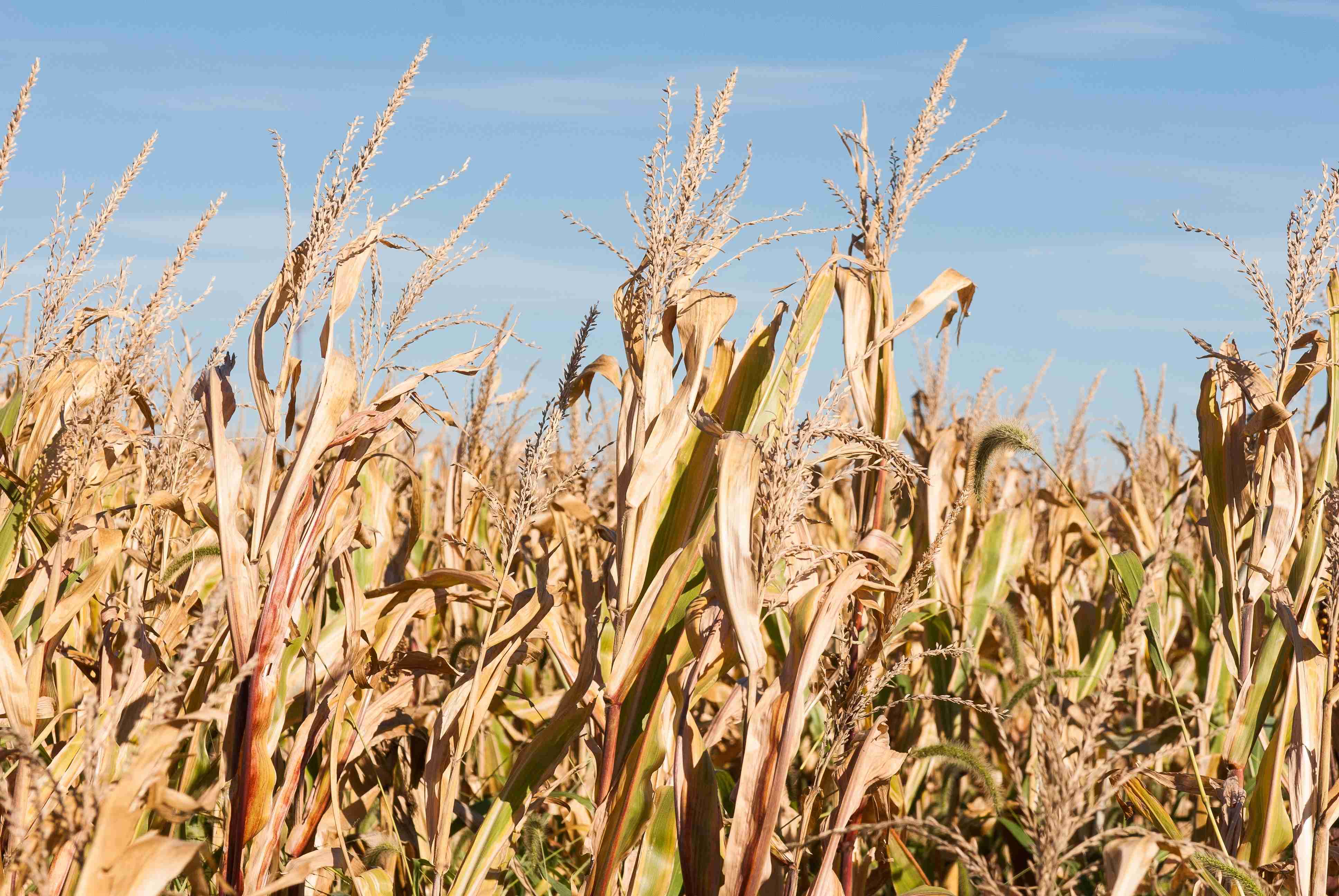 From Crop Failure to Maternal Risk: Exploring the Environmental Roots of Anaemia and PPH